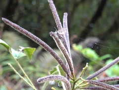 Cacyreus darius