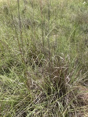 Andropogon appendiculatus