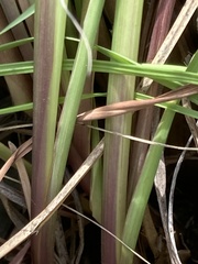 Andropogon appendiculatus