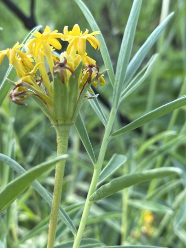 Gnidia capitata image