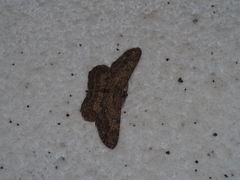 Hypomecis punctinalis