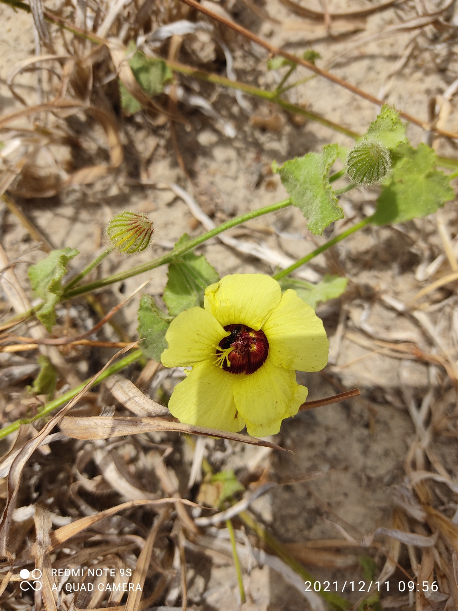 Pavonia cancellata
