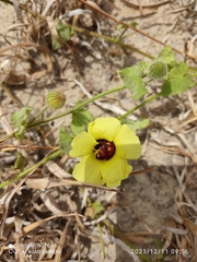 Pavonia cancellata