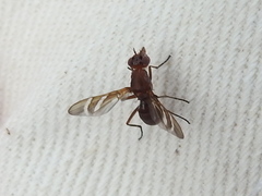 Tritoxa incurva