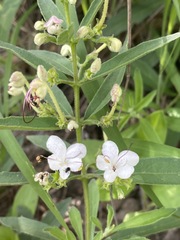 Clerodendrum ternatum image