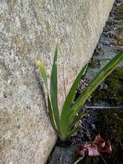 Iris foetidissima