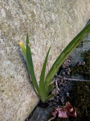 Iris foetidissima