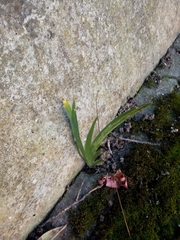 Iris foetidissima