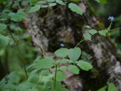 Hackelia uncinata