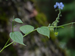 Hackelia uncinata