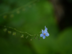 Hackelia uncinata