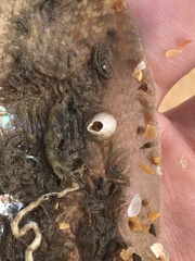 Amphibalanus venustus