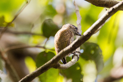 Picumnus exilis pernambucensis