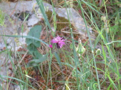 Crupina crupinastrum