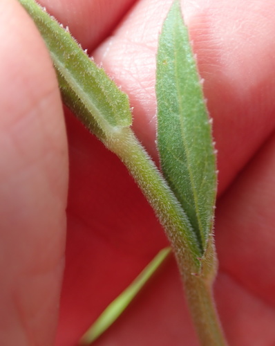 Image of Cyphia elata by no rights reserved