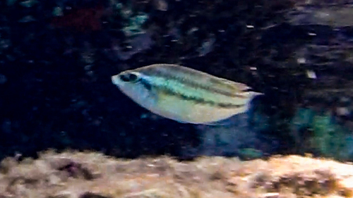East Atlantic Peacock Wrasse, Ionian Islands, Peloponnese, Western Greece and the Ionian Islands, Greece, photo 4 of 10