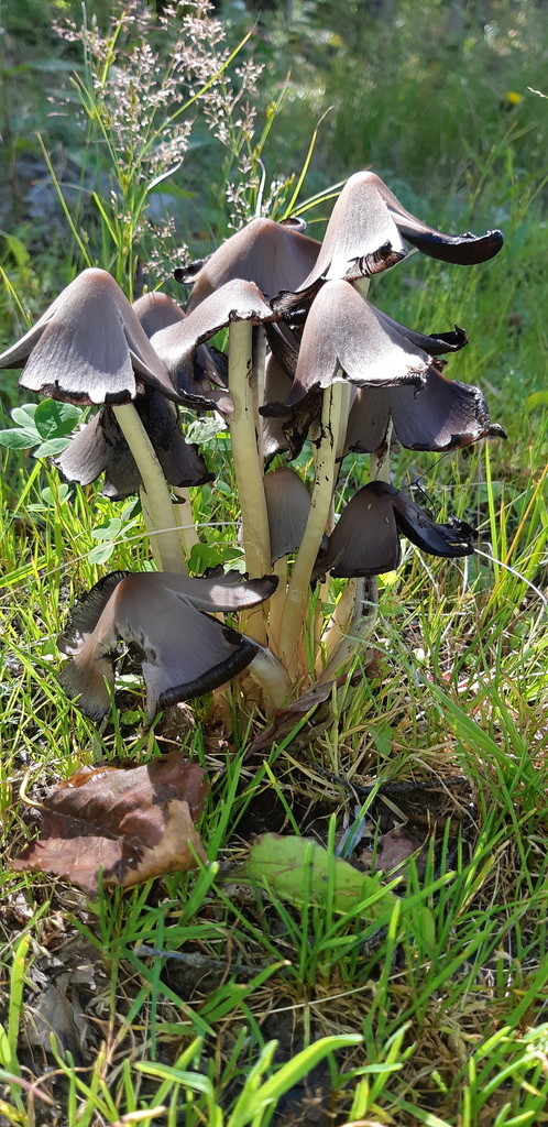 Coprinopsis atramentaria · August 2020 · photo: © annafalkova1204 (iNaturalist, cc-by)