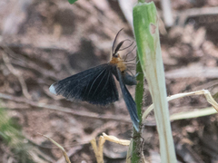 Melanchroia chephise
