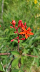 Jatropha grossidentata