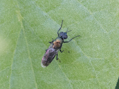 Nothomyia