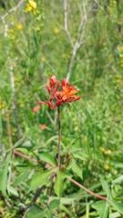 Jatropha grossidentata