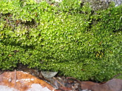 Syntrichia latifolia