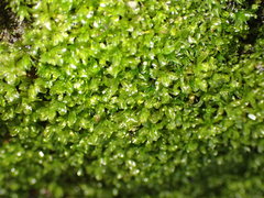 Syntrichia latifolia