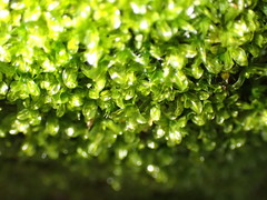 Syntrichia latifolia