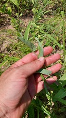 Aristolochia lingua