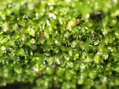 Syntrichia latifolia