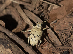 Platyomus