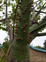 Ceiba speciosa