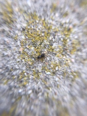 Phrurolithus