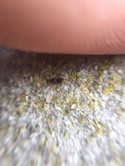 Phrurolithus