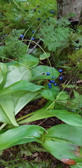 Clintonia udensis
