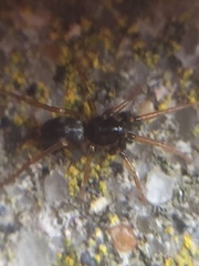Phrurolithus