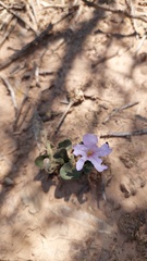 Ruellia hygrophila