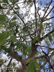 Anadenanthera colubrina cebil