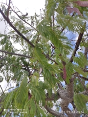 Anadenanthera colubrina cebil