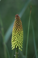 Kniphofia ensifolia