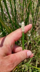 Eleocharis elegans