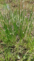 Eleocharis elegans