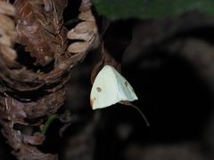 Topomesoides jonasii