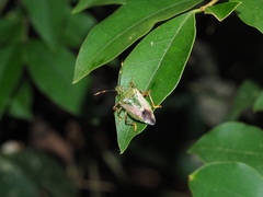 Eocanthecona formosa