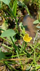 Limnocharis