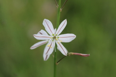 Trachyandra asperata