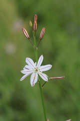 Trachyandra asperata