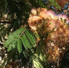 Albizia julibrissin