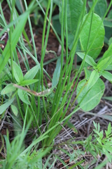 Trachyandra asperata