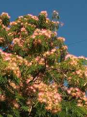 Albizia julibrissin